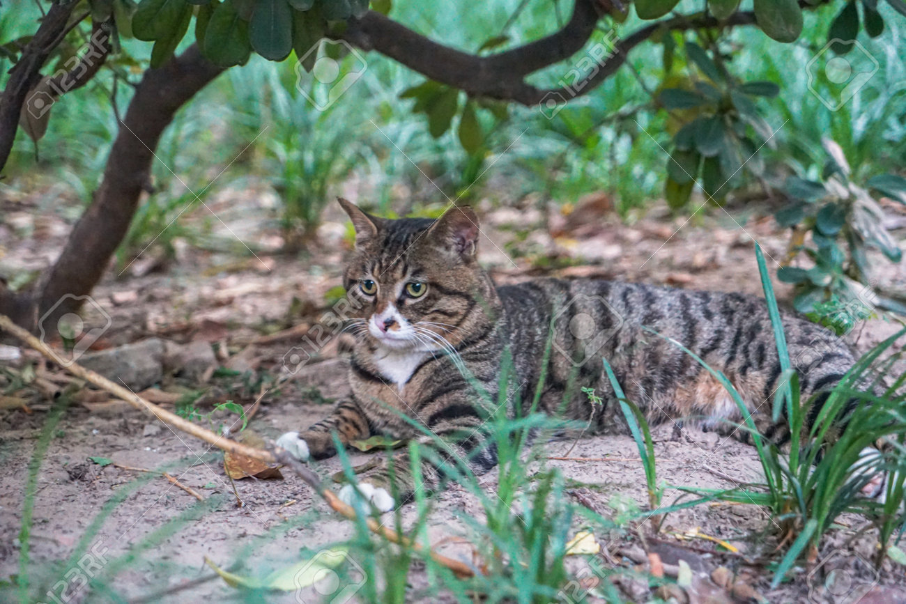 etiam-dictum-ipsum-a-felis