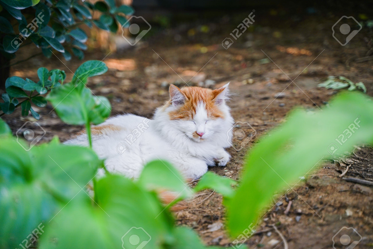 etiam-dictum-ipsum-a-felis