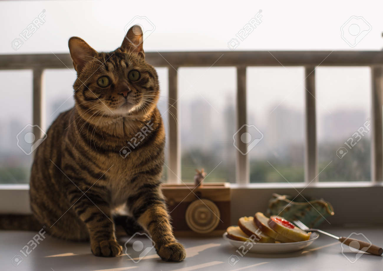 etiam-dictum-ipsum-a-felis