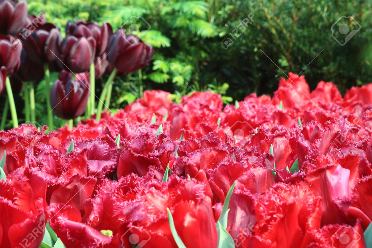 Tulip Black Jack Tulip Black Jack