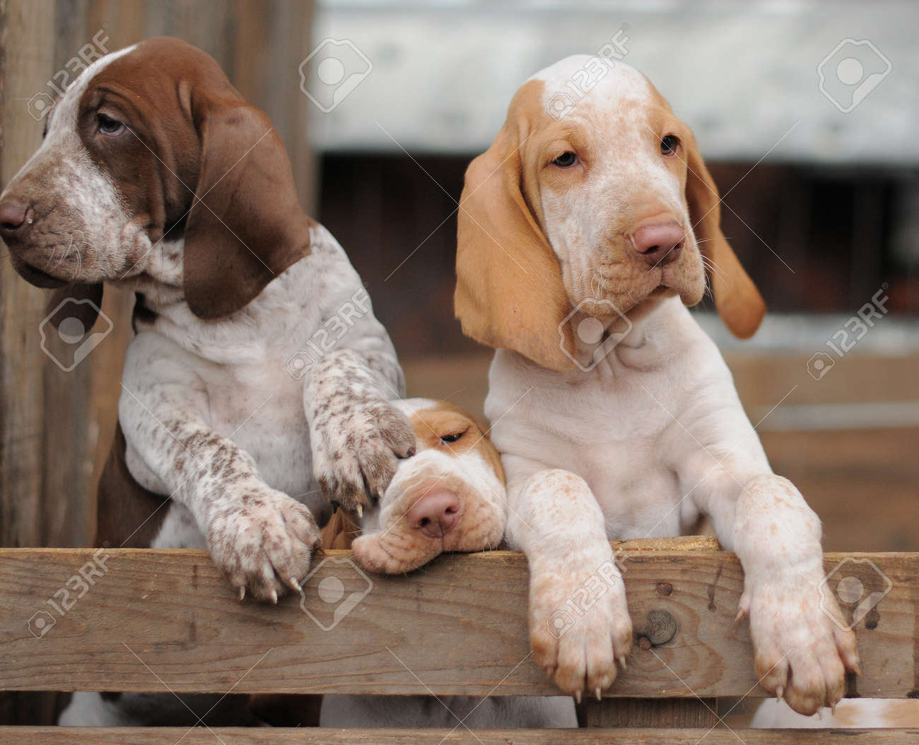 italian bracco puppies