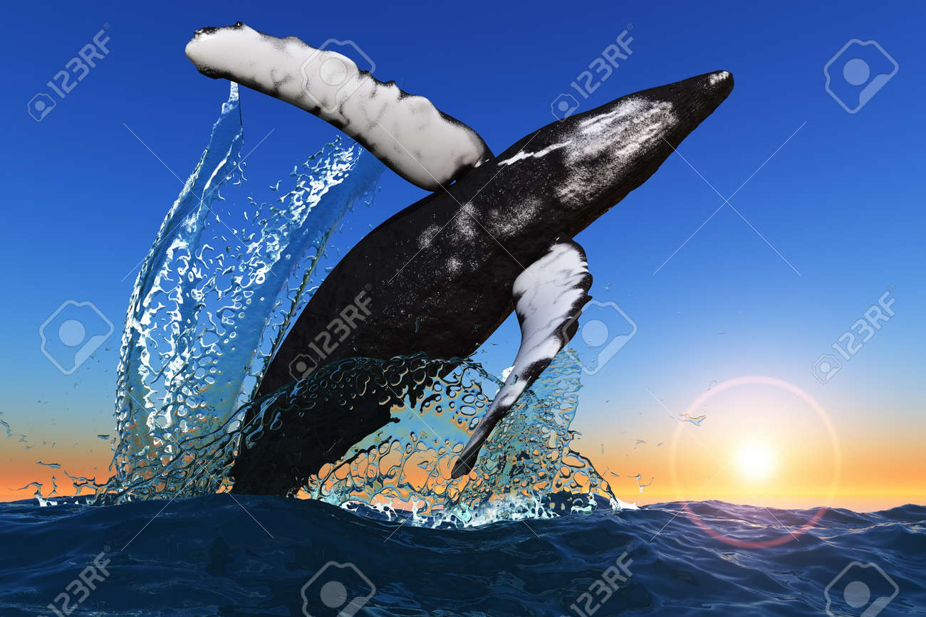 大鯨は海からジャンプします の写真素材 画像素材 Image 1160