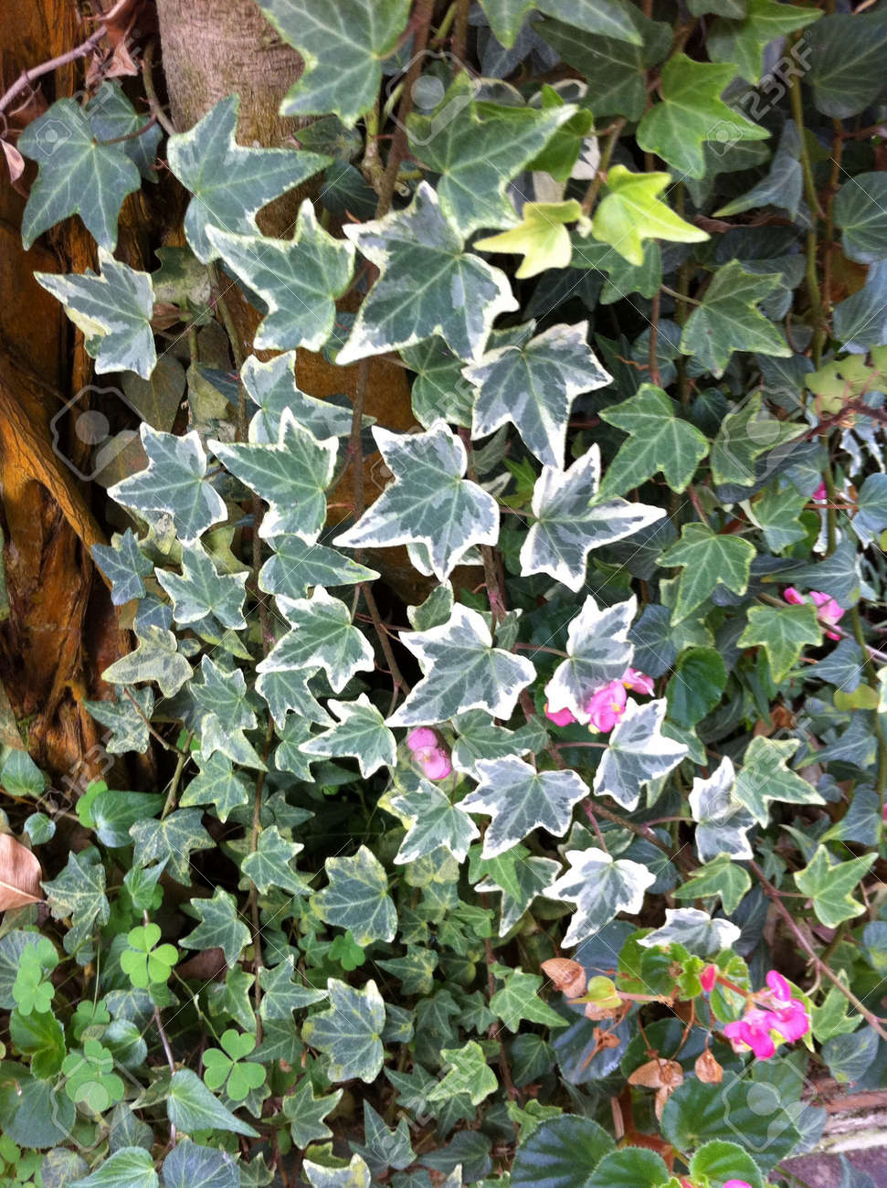 庭の観葉植物 の写真素材 画像素材 Image