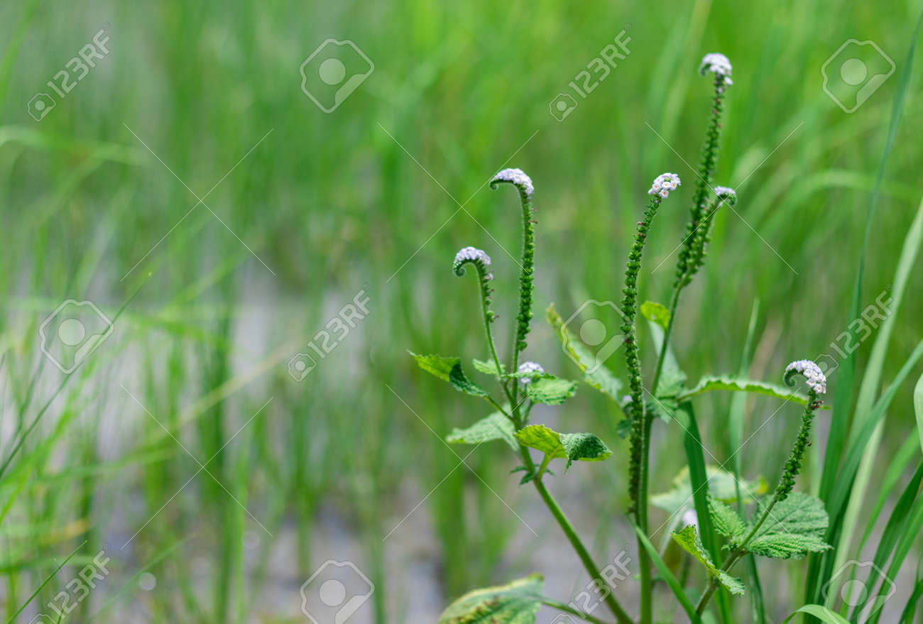heliotropium indicum l close