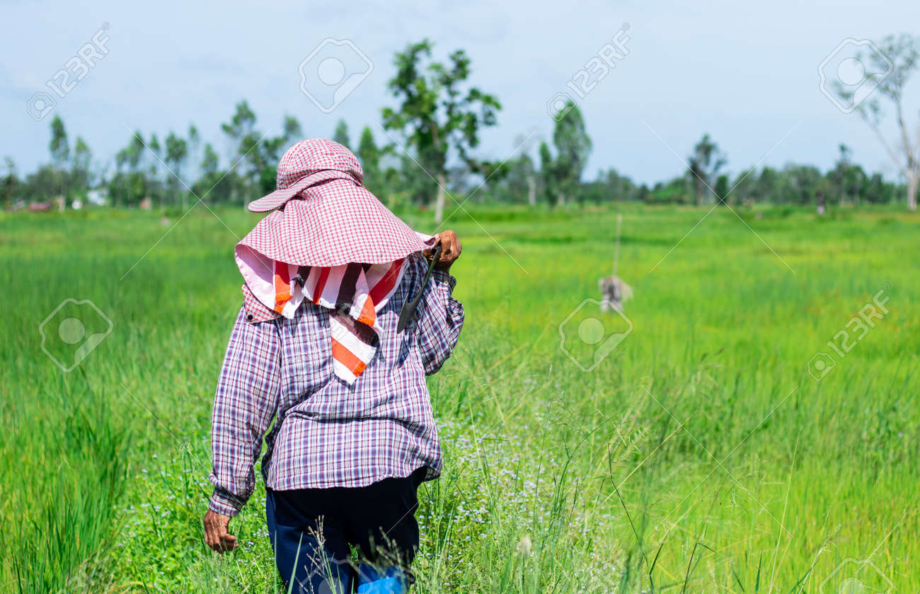 rice field hat