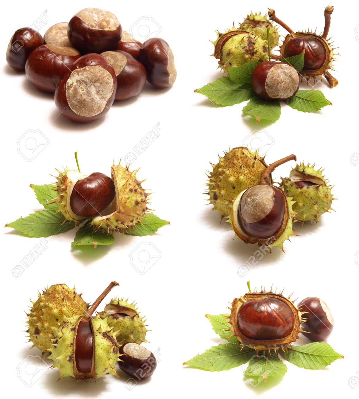 栗 の写真素材 画像素材 Image