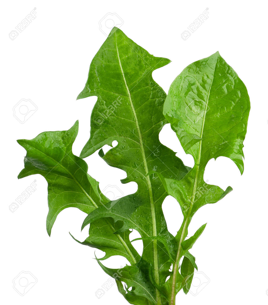 タンポポの葉の写真素材・画像素材 Image 16104240