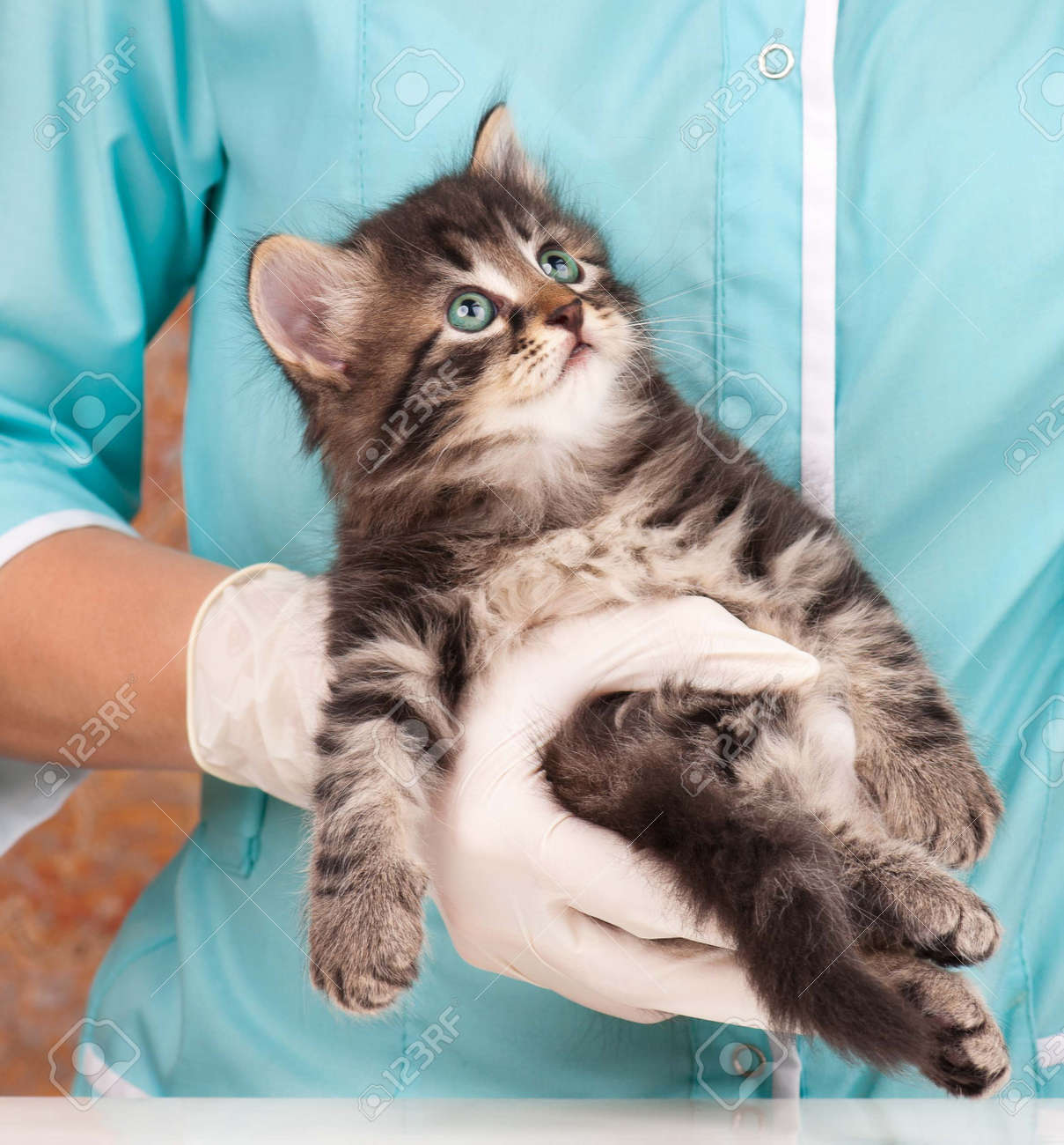 小さな子猫は 獣医師の手で麻酔後回復します の写真素材 画像素材 Image