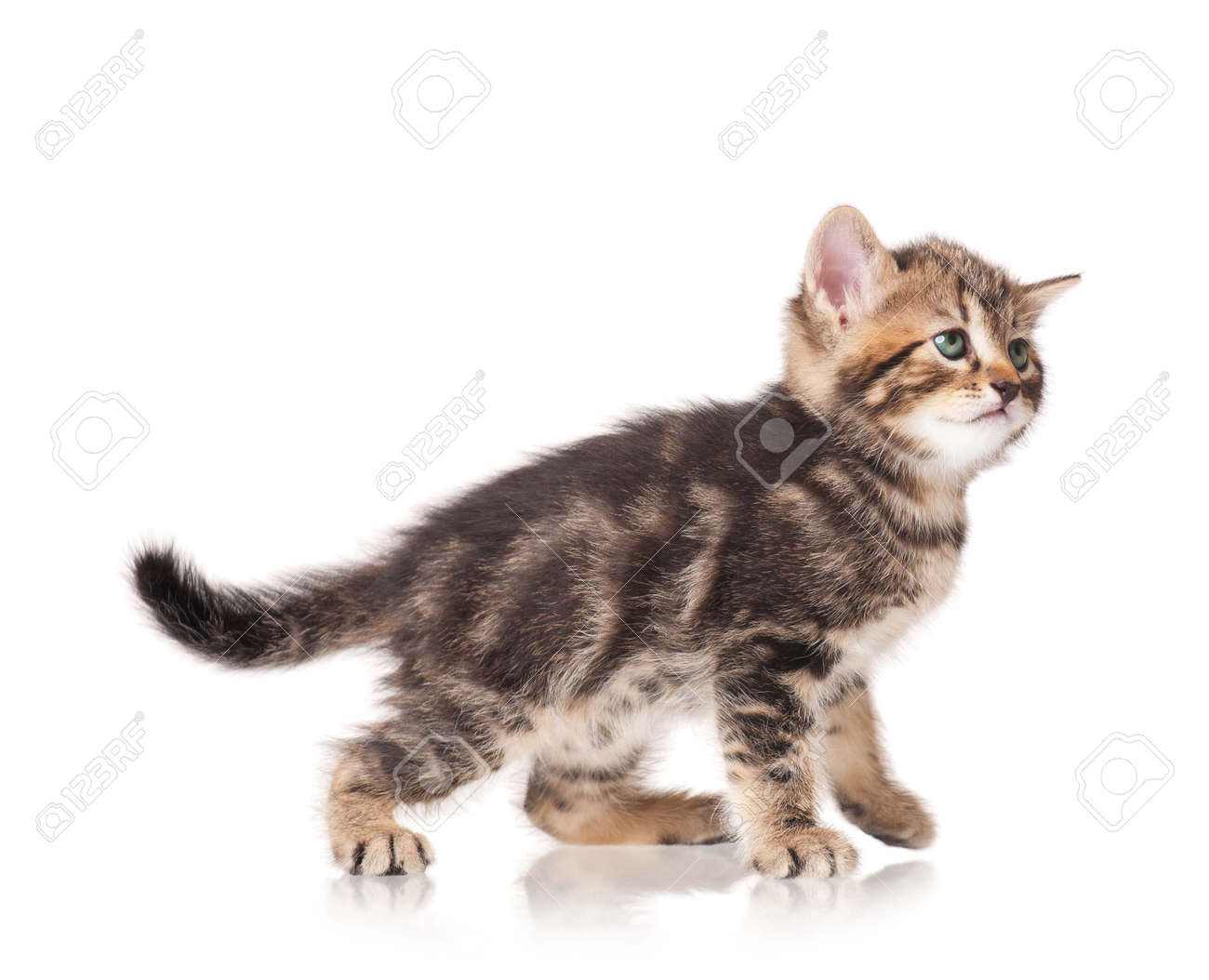 Chaton Mignon Debout Profil Vue De Cote Sur Fond Blanc Decoupe Banque D Images Et Photos Libres De Droits Image