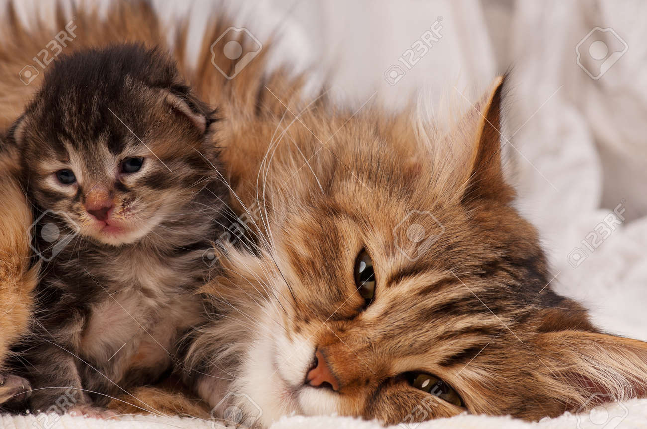 Beau Chat Siberien Avec Chaton Nouveau Ne Close Up Banque D Images Et Photos Libres De Droits Image
