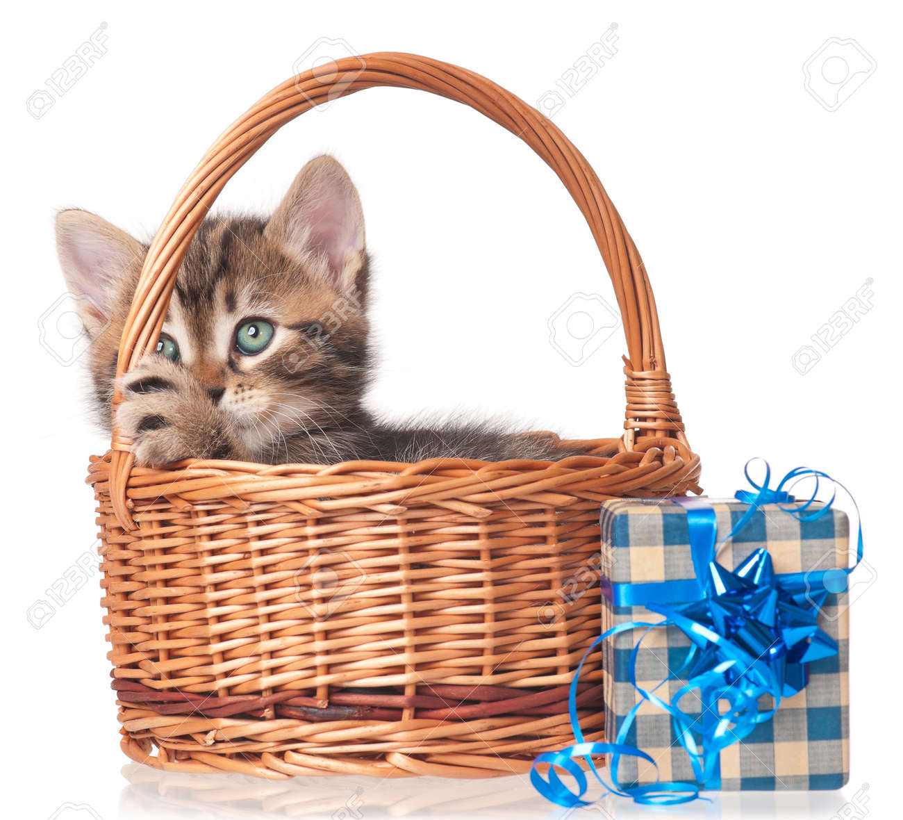 kitten gift basket