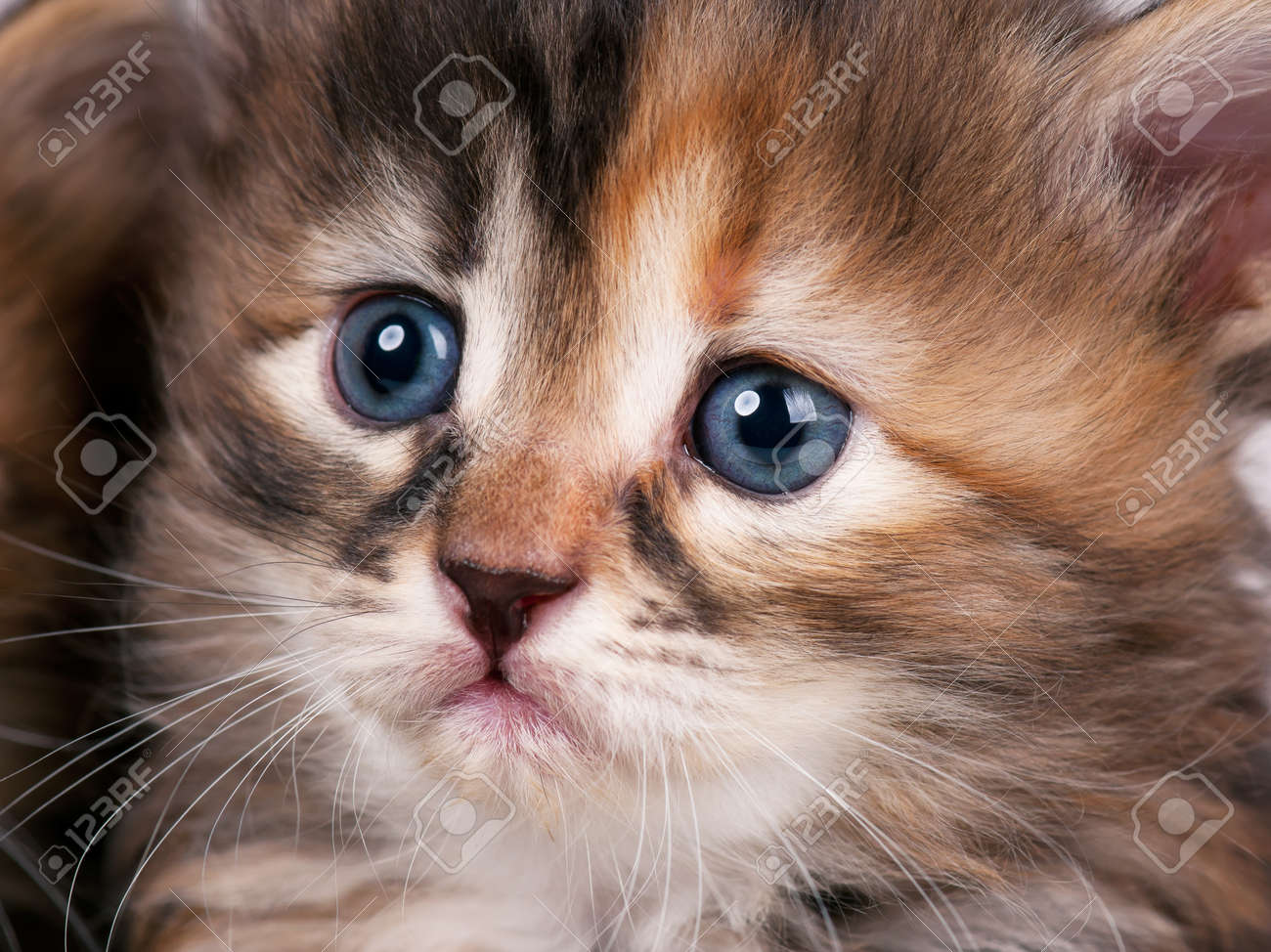 悲しそうな目のアップでかわいい子猫シベリアの肖像画 の写真素材 画像素材 Image 悲しそうな目のアップでかわいい子猫シベリアの肖像画 の写真素材 画像素材 Image