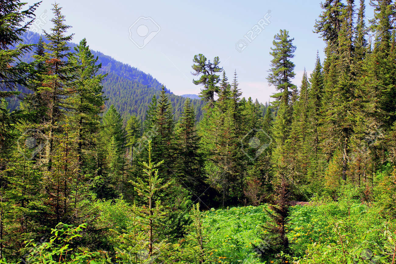 Taiga Russia Stock Photo, Picture And Royalty Free Image. Image 71816692.