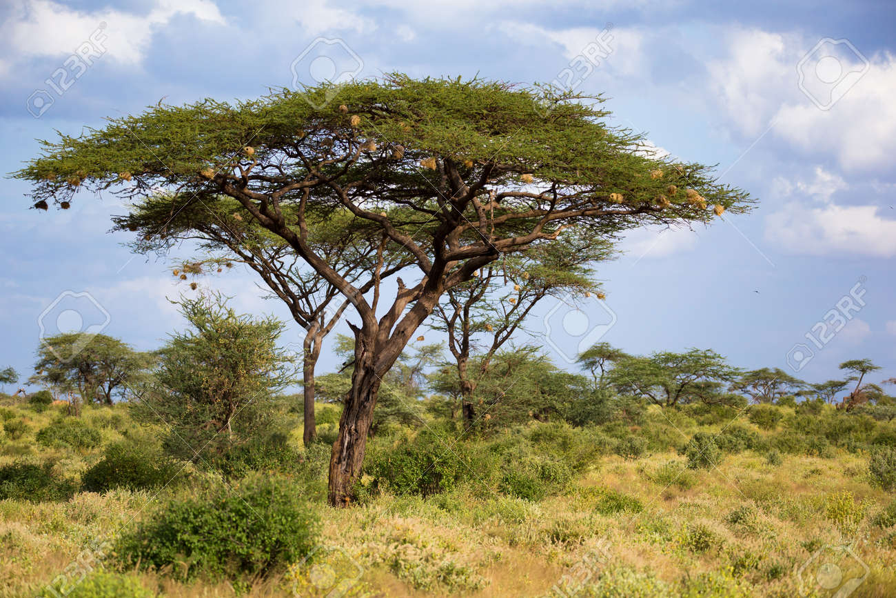 One big acacia tree between another bushes and plants - 121812142 One big acacia tree between another bushes and plants - 121812142