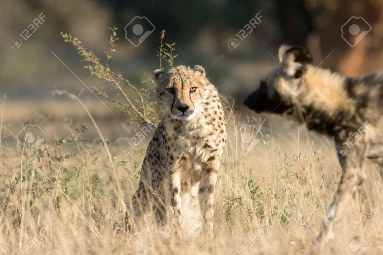 野生の犬によって Harased をされているチーター の写真素材 画像素材 Image