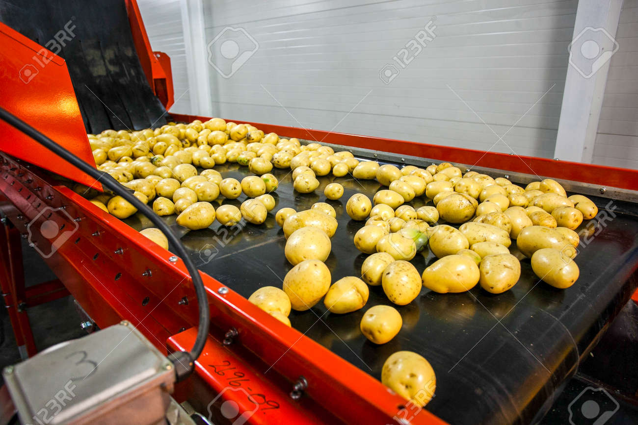 Potato sorting, processing and packing factory vegetable with big machine - 52838106 Potato sorting, processing and packing factory vegetable with big machine - 52838106