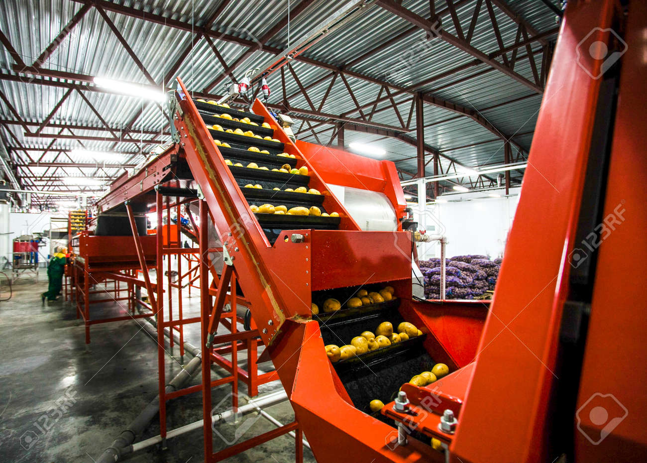 Potato sorting, processing and packing factory vegetable with big machine - 53401012 Potato sorting, processing and packing factory vegetable with big machine - 53401012