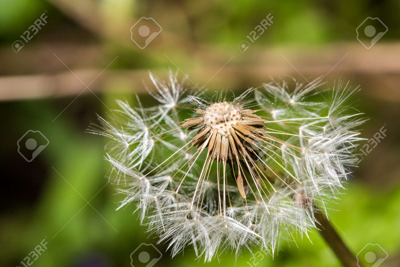 dandelion blowball seeds stock photo picture and royalty free image