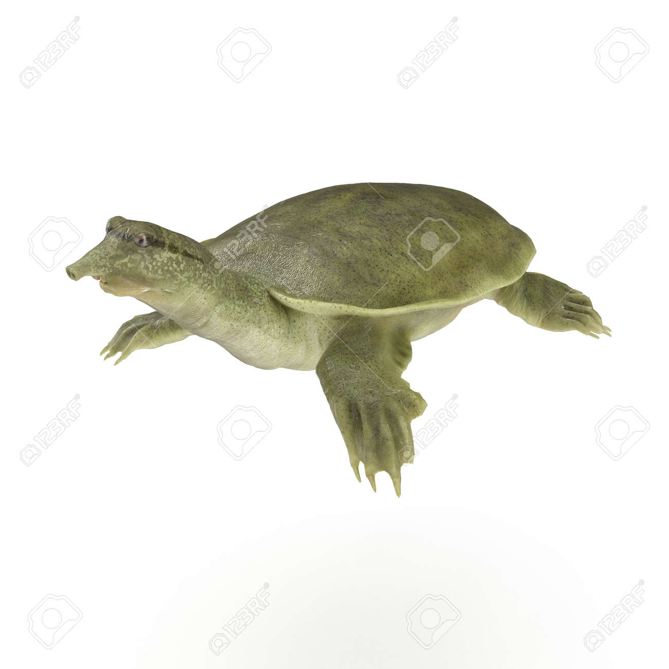 白スッポン 3 D イラストレーション の写真素材 画像素材 Image 白スッポン 3 D イラストレーション の写真素材 画像素材 Image
