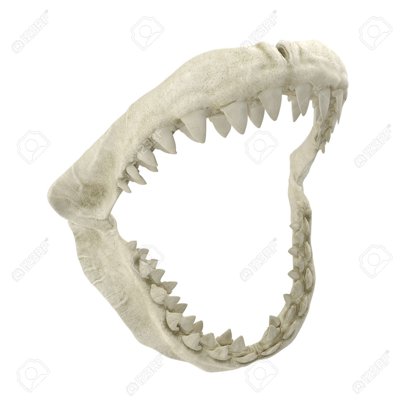 Great White Shark Jaw Bone 3d Illustration On White Background Stock Photo Picture And Royalty Free Image Image 114401741