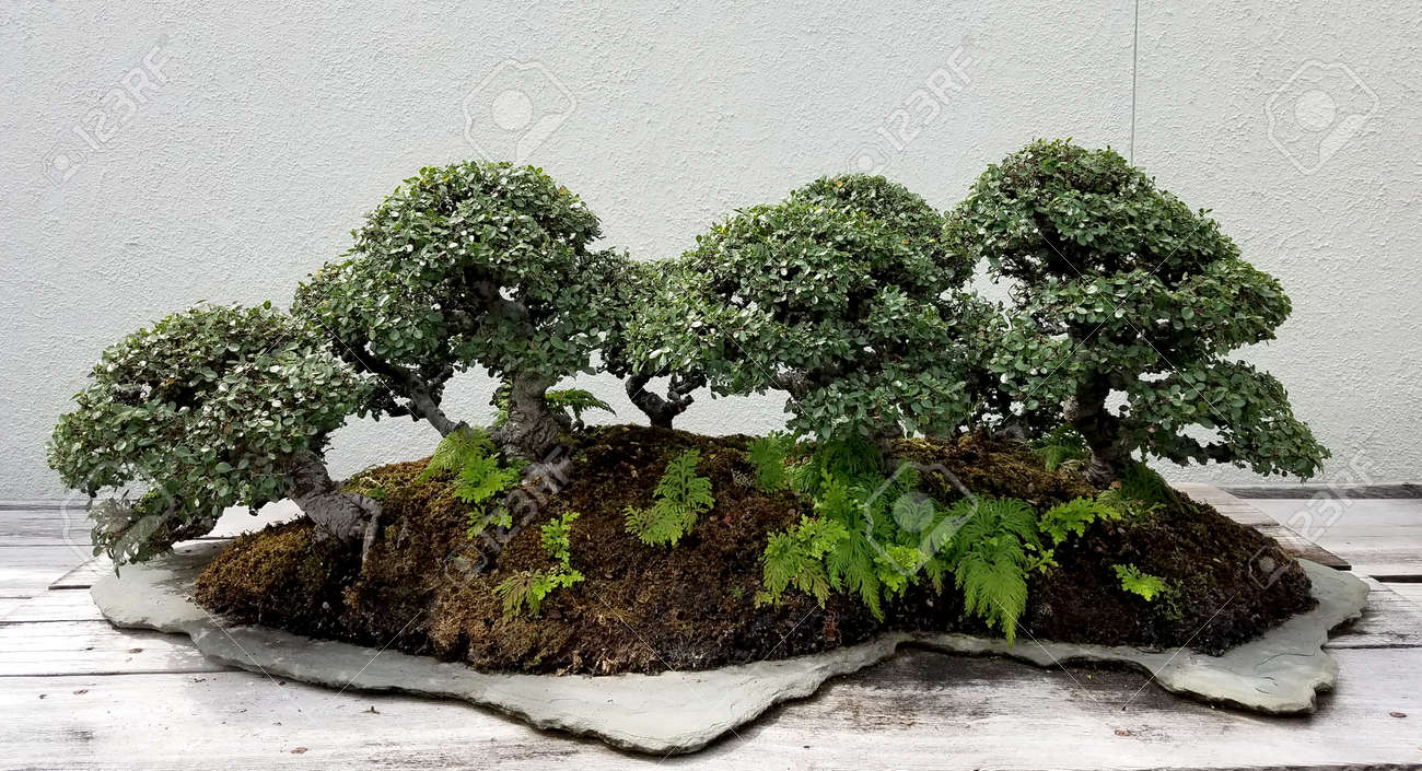 Bonsai Und Penjing Landschaft Mit Miniatur Wald Von Laubbaumen In Einer Schale Lizenzfreie Fotos Bilder Und Stock Fotografie Image 65036957