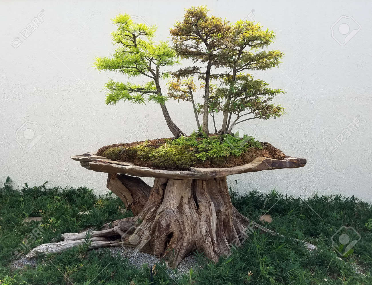 Bonsai Und Penjing Landschaft Mit Miniatur Wald Von Laubbaumen In Einer Schale Lizenzfreie Fotos Bilder Und Stock Fotografie Image 69682908