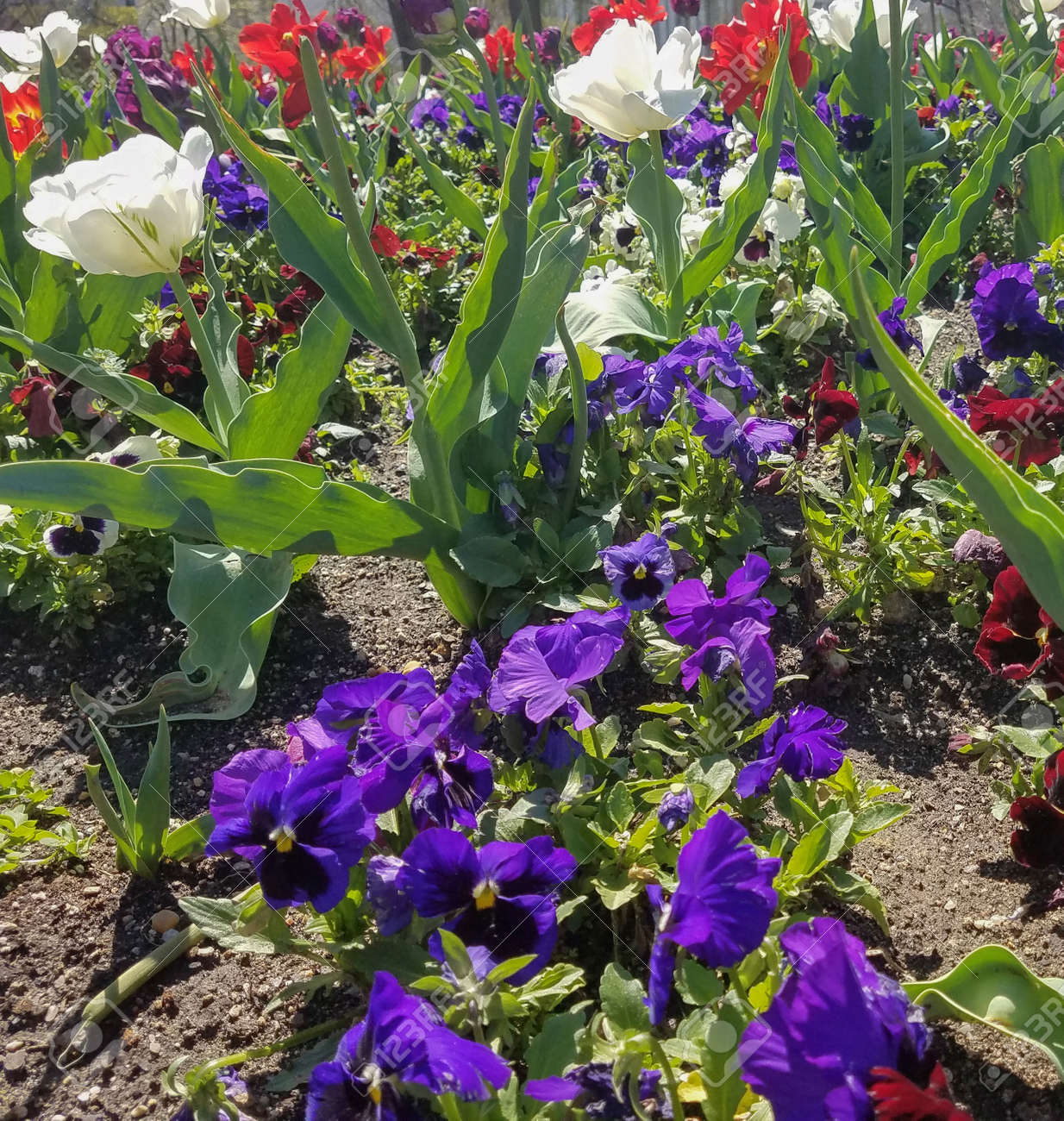 Flowerbed Of Mixed Color Flowers And Tulips For Spring Time Landscapes Stock Photo Picture And Royalty Free Image Image 93894627