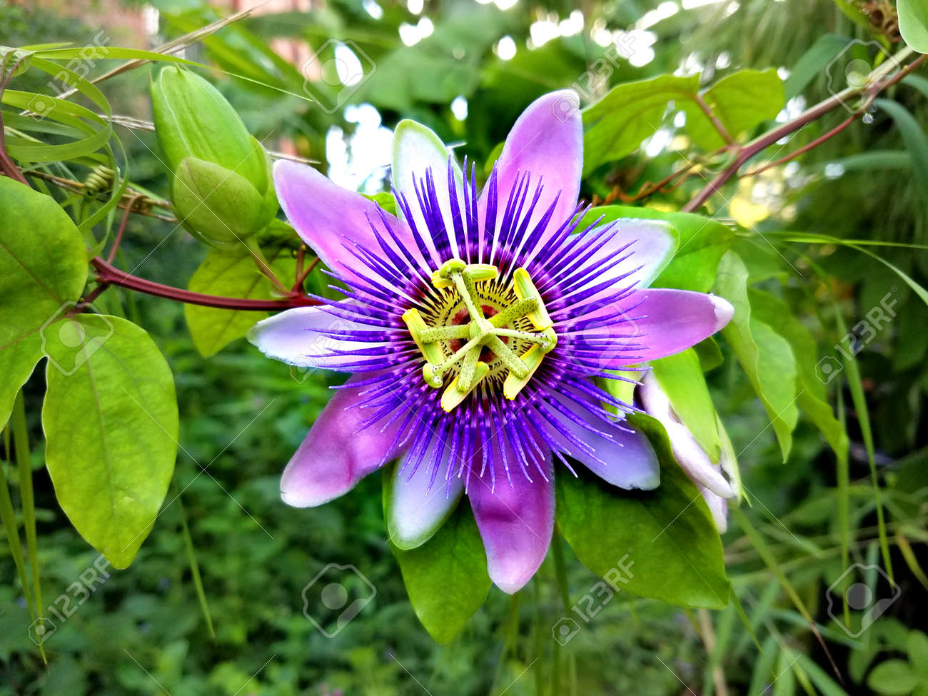 夏の風景のための紫外線クレマチスの花のクローズアップ の写真素材 画像素材 Image 夏の風景のための紫外線クレマチスの花のクローズアップ の写真素材 画像素材 Image