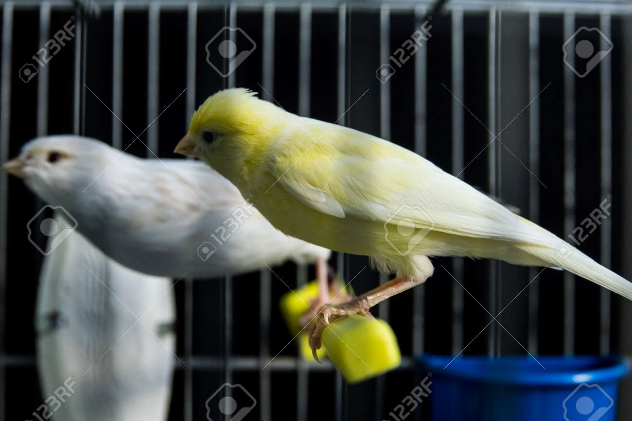 美しい黄色し、白のケージの中のカナリア の写真素材・画像素材. Image 