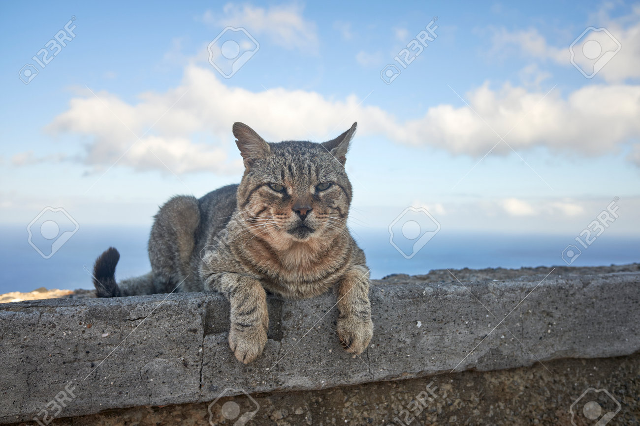 etiam-dictum-ipsum-a-felis