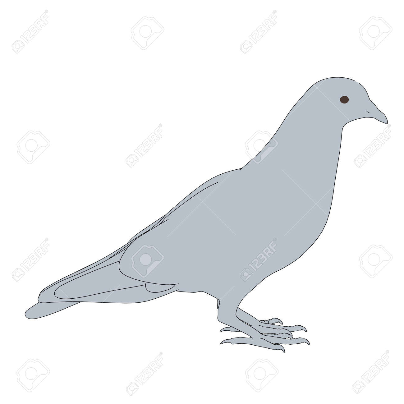 Caricatura De Pajaro De La Paloma Fotos Retratos Imagenes Y