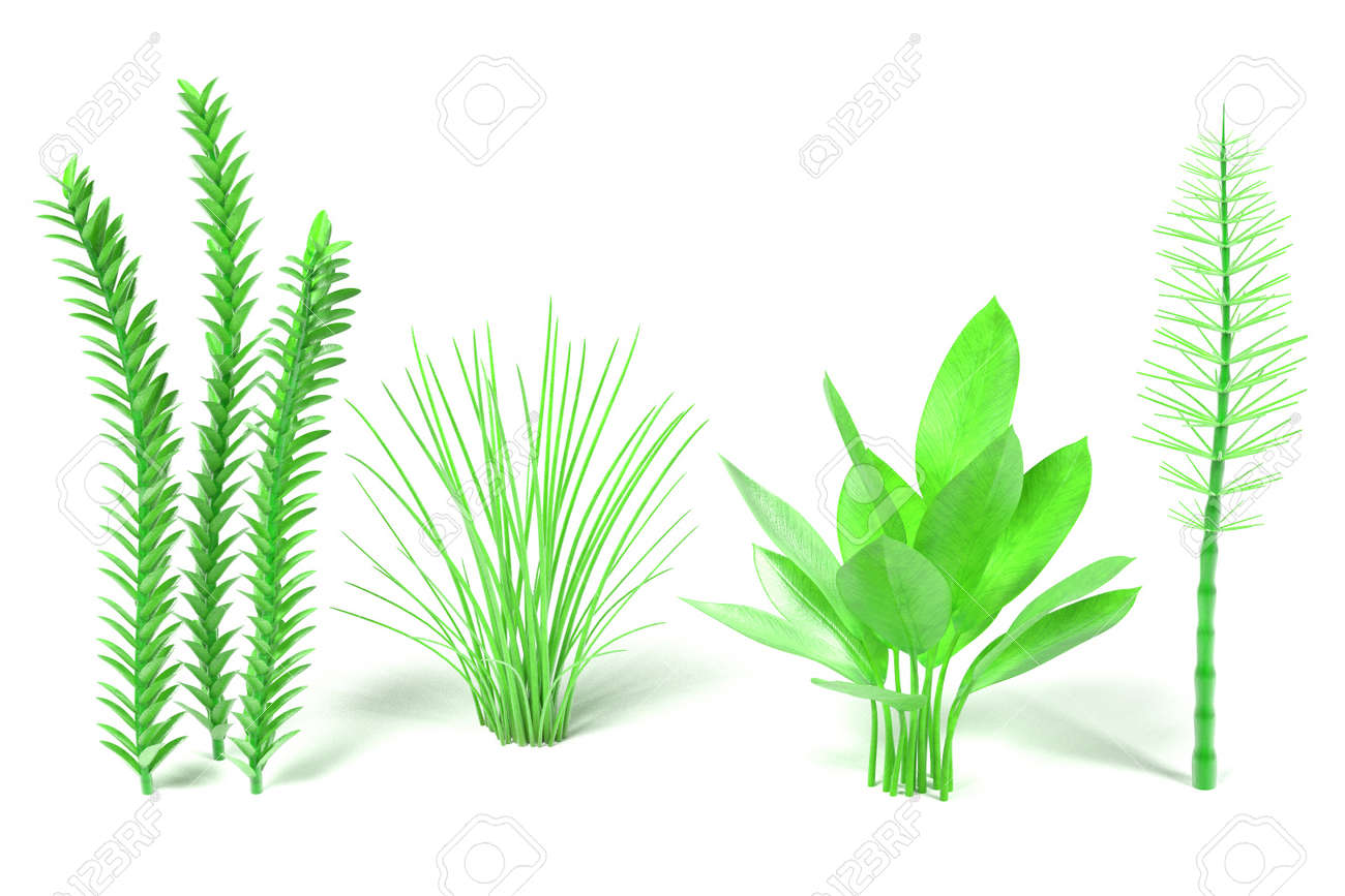 3d De Plantas Acuaticas Fotos Retratos Imagenes Y Fotografia De