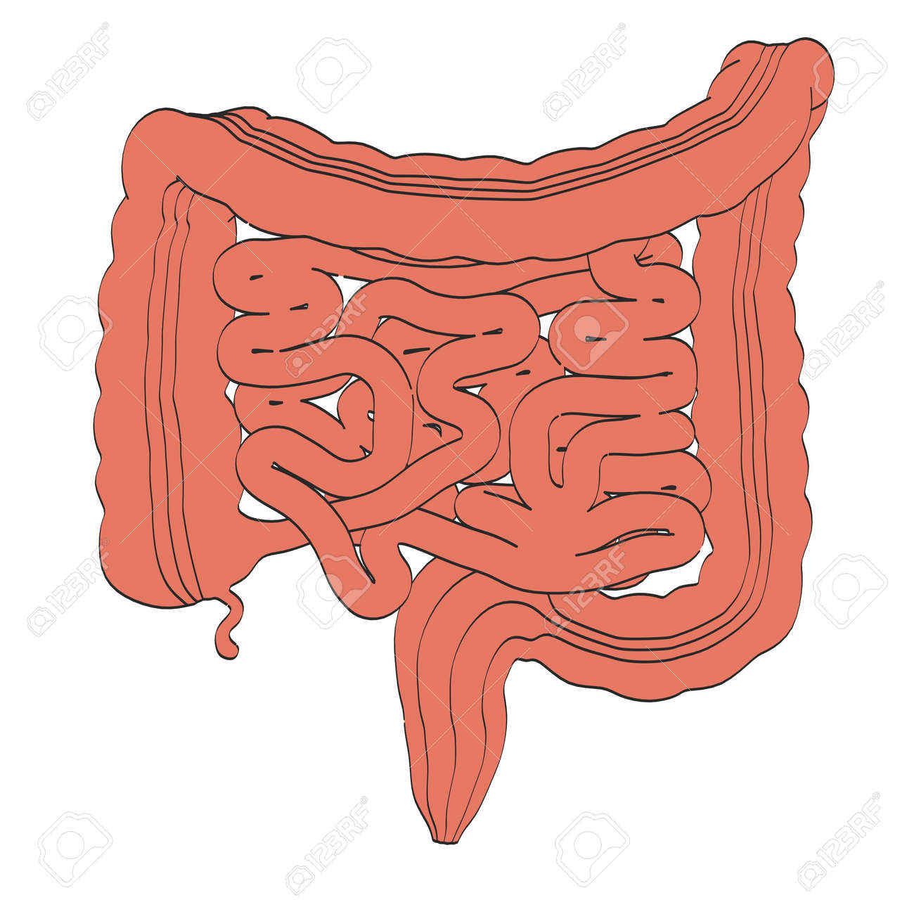 2d cartoon illustration of intestines stock photo picture and