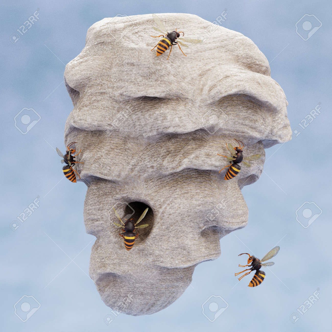 スズメバチの巣（本物） スズメバチの巣 本物