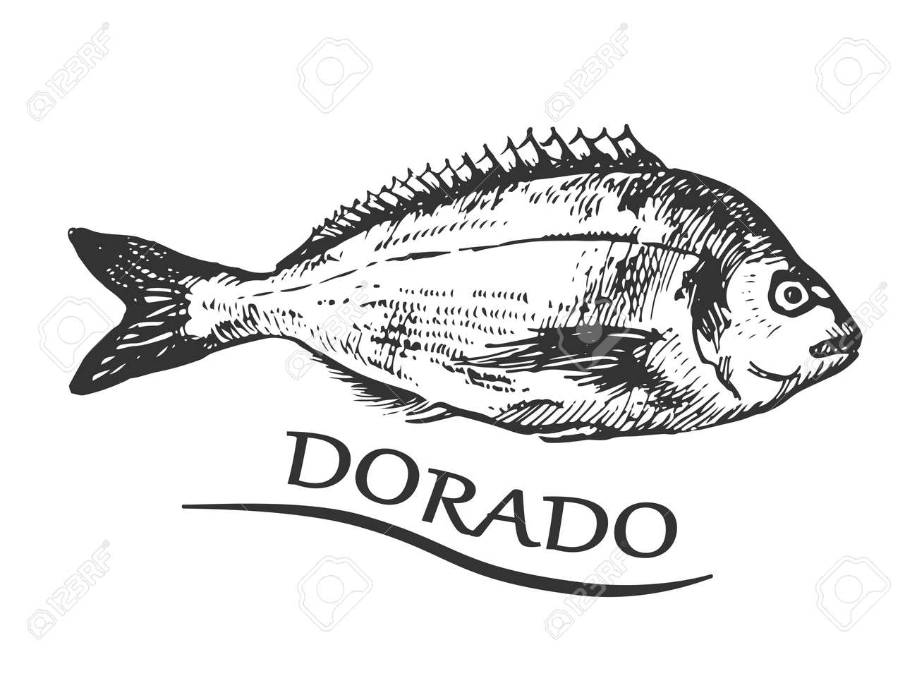 ドラド魚イラスト のイラスト素材 ベクタ Image