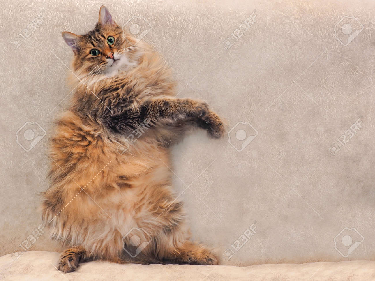 Le Gros Chat Hirsute Est Tres Drole Debout Banque D Images Et Photos Libres De Droits Image Le Gros Chat Hirsute Est Tres Drole Debout Banque D Images Et Photos Libres De Droits Image