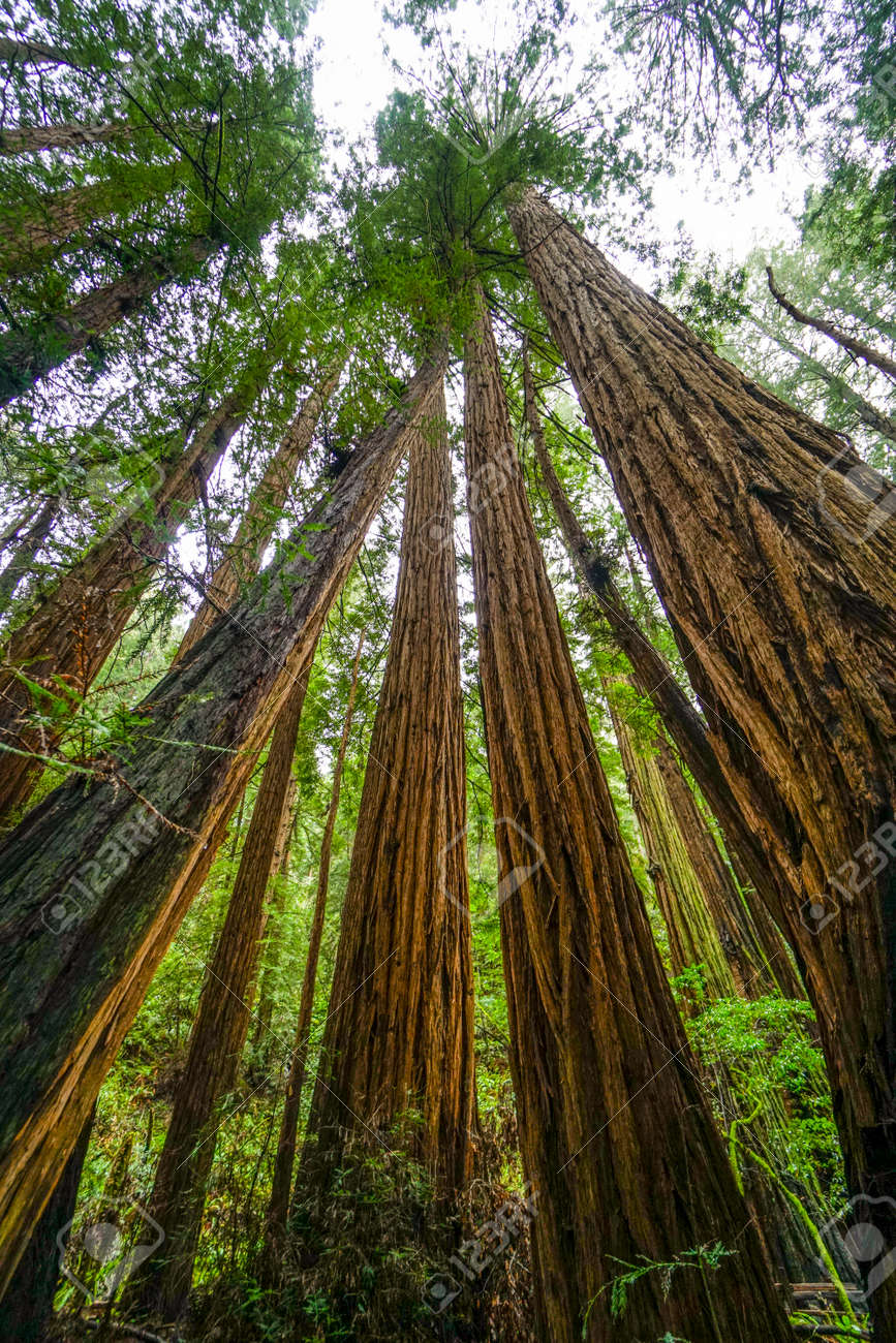 一番背が高い木 カリフォルニアのレッドウッドの森 カリフォルニア の写真素材 画像素材 Image