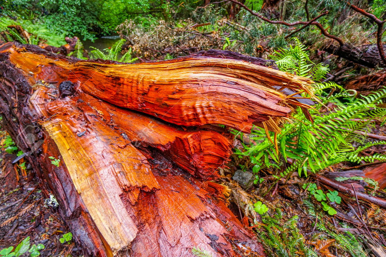 赤杉の木 レッドウッドの森 カリフォルニア の写真素材 画像素材 Image