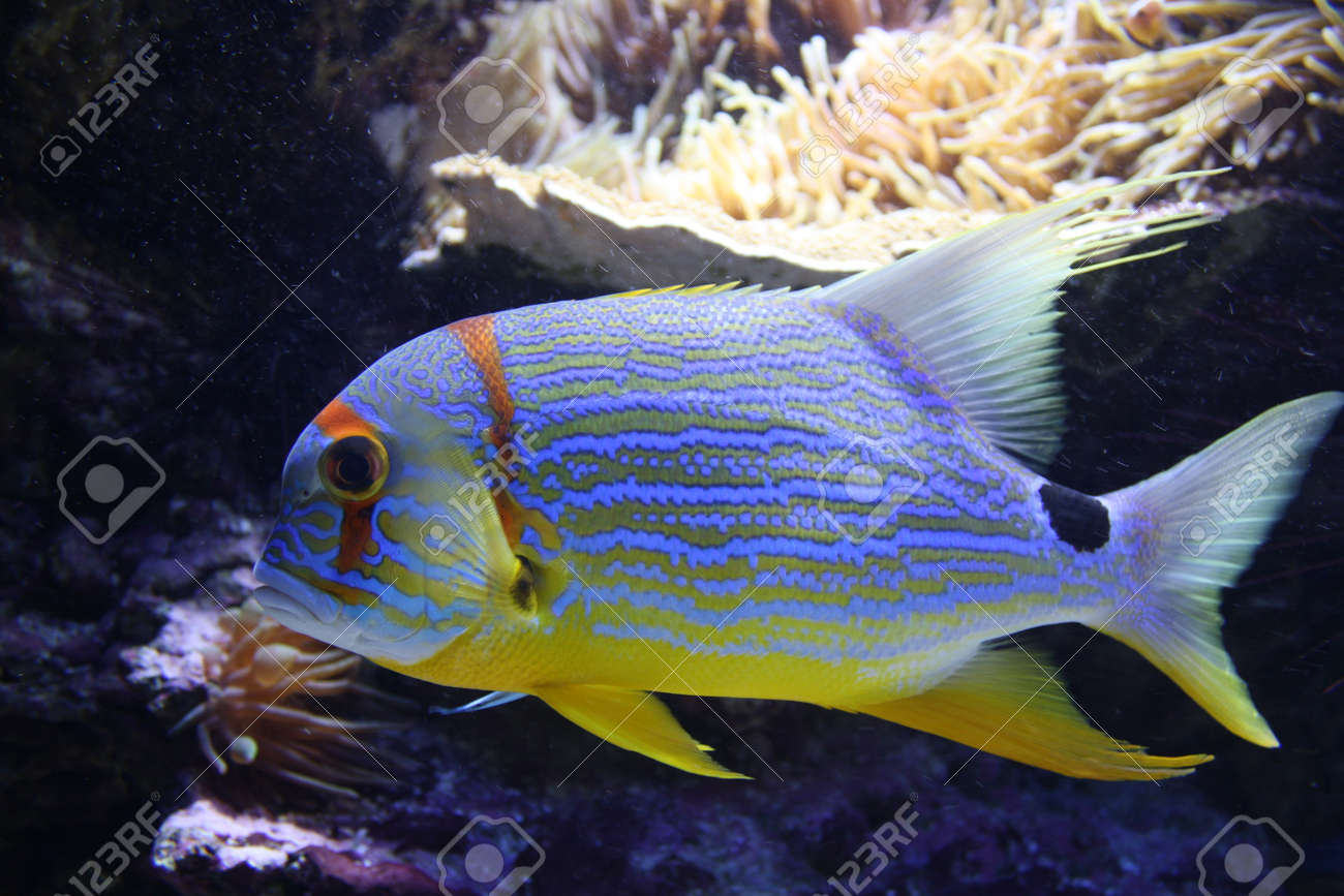 ツバメコノシロ グリーンスナッパー魚水族館八角真鯛 鯛のブルー並んで Symphorichthys Spilurus の写真素材 画像素材 Image