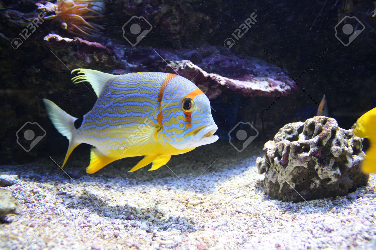 ツバメコノシロ グリーンスナッパー魚水族館八角真鯛 鯛のブルー並んで Symphorichthys Spilurus の写真素材 画像素材 Image