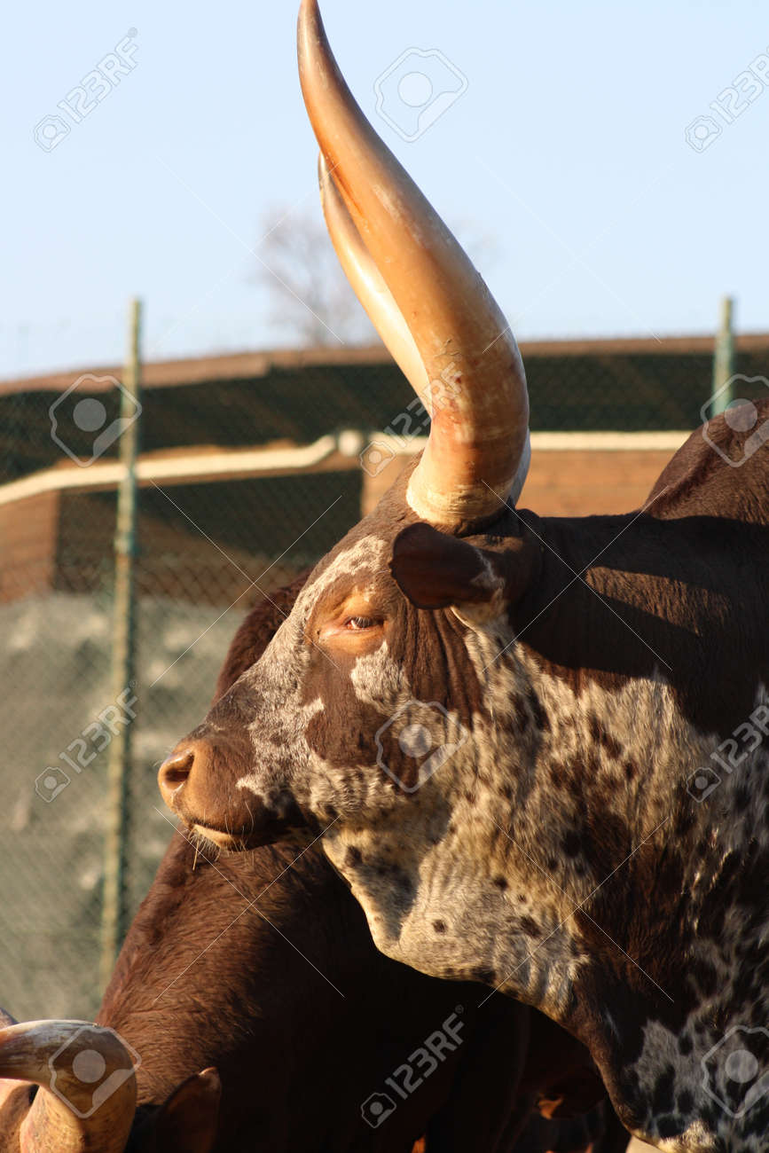 また Watusi を知っているアフリカ アンコーレ王国牛 の写真素材 画像素材 Image