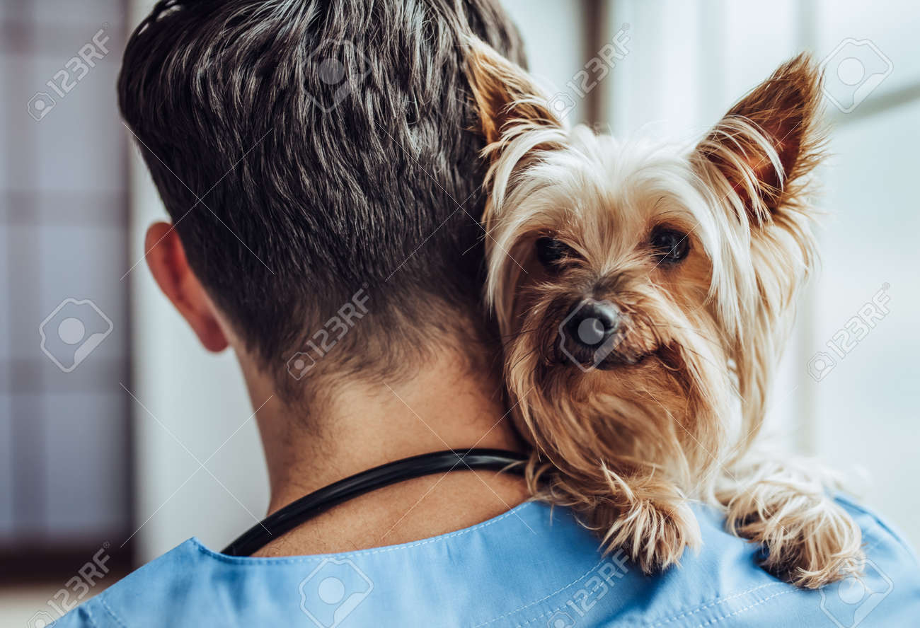 Handsome male doctor veterinarian at clinic with little dog Yorkshire Terrier. - 90539477 Handsome male doctor veterinarian at clinic with little dog Yorkshire Terrier. - 90539477