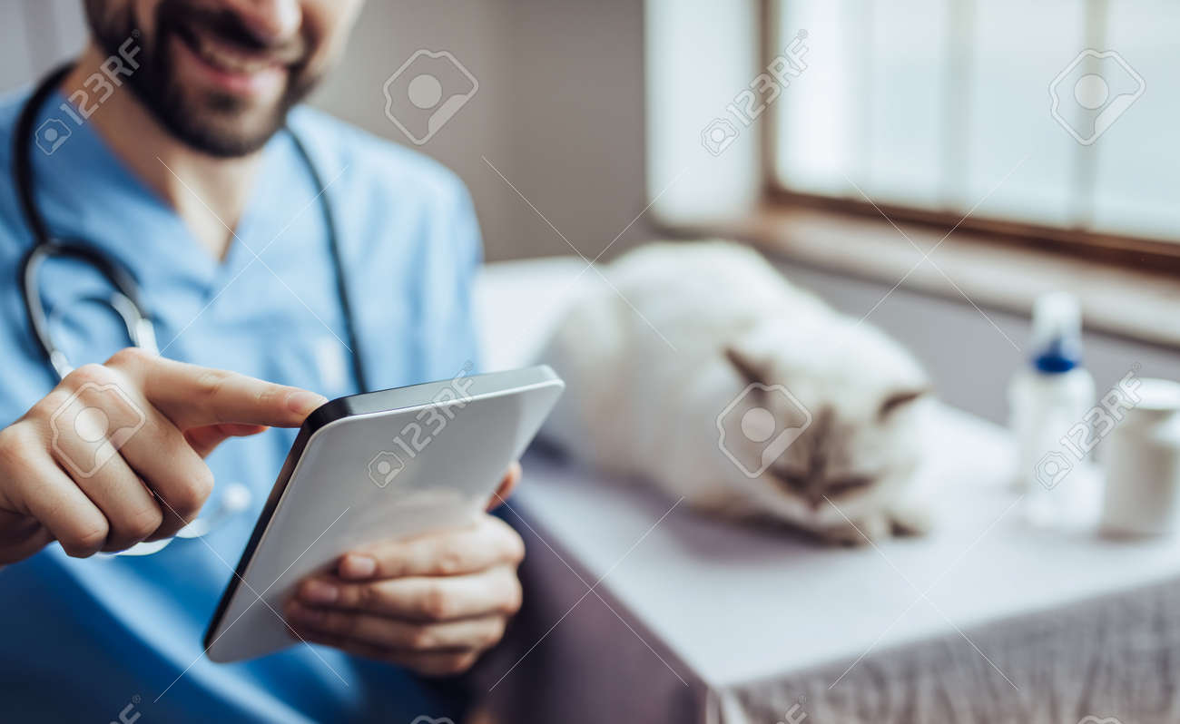 Cropped image of handsome male doctor veterinarian at clinic is examining cute white cat. Holding tablet and smiling. - 90539540 Cropped image of handsome male doctor veterinarian at clinic is examining cute white cat. Holding tablet and smiling. - 90539540