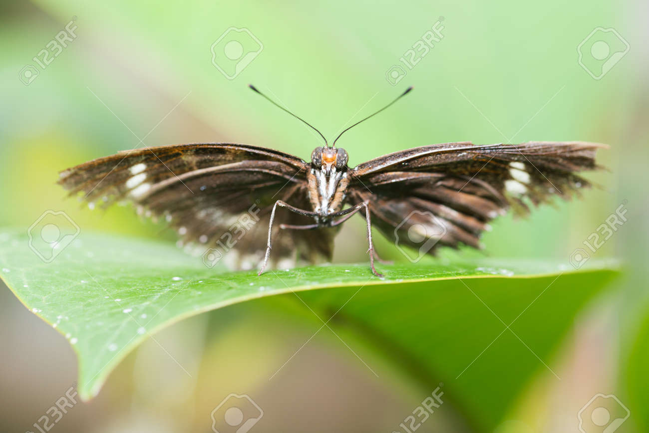 etiam-dictum-ipsum-a-felis