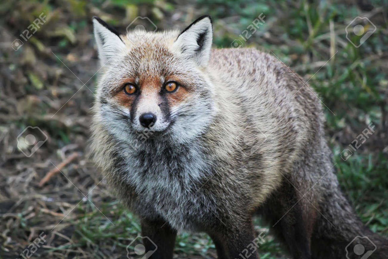 エトナ山の狐の写真 の写真素材 画像素材 Image