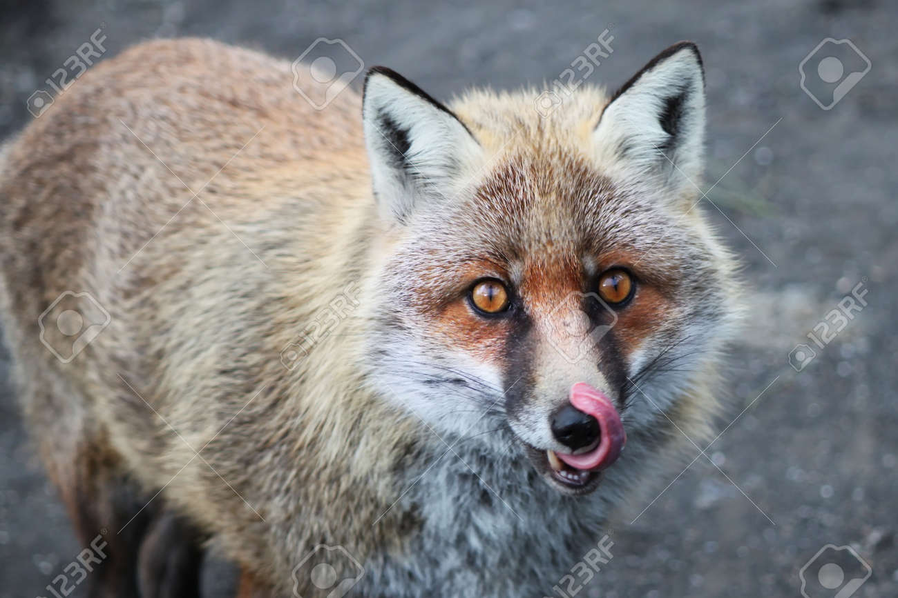 エトナ山の狐の写真 の写真素材 画像素材 Image