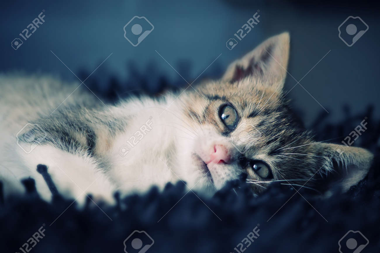 etiam-dictum-ipsum-a-felis