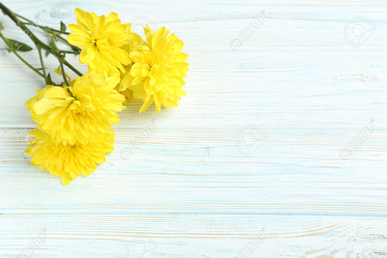 Yellow chrysanthemum flowers on a white wooden table - 54163487 Yellow chrysanthemum flowers on a white wooden table - 54163487