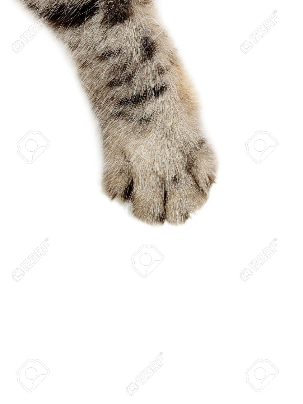 Cat paw on the white background - 55343019 Cat paw on the white background - 55343019