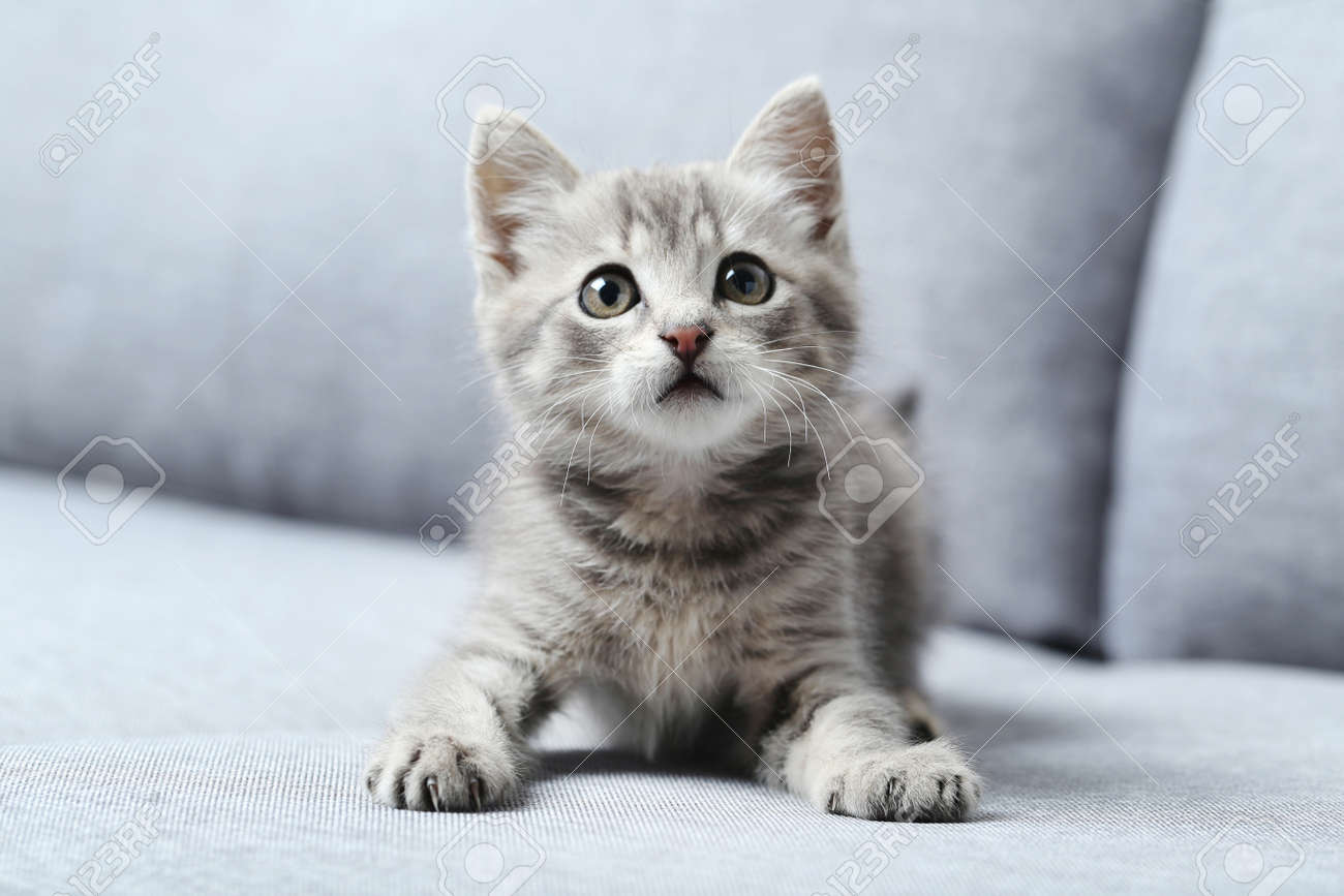 grey little cat